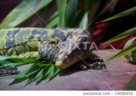 Philippine water monitor on leaves and stone 14696956