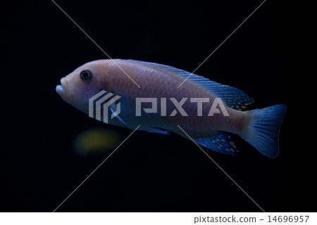 Red zebra cichlid swimming up in darkness 14696957