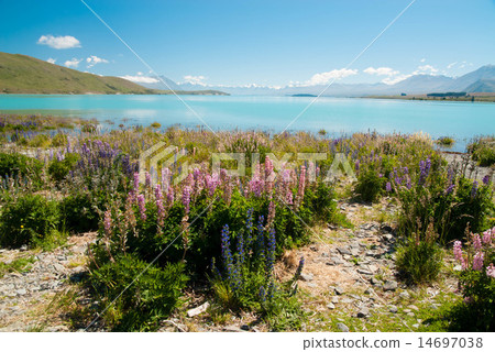 Lupine and Lake Tekapo 14697038