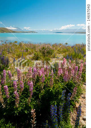 Lupine and Lake Tekapo 14697040