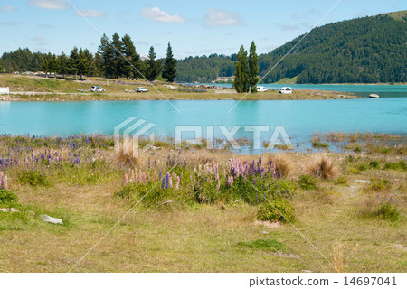 Lupine and Lake Tekapo Lupine and Lake Tekapo 14697041