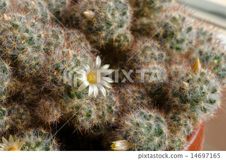 Blooming cactus 14697165