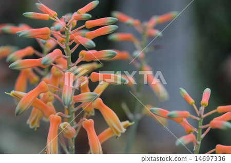 Hoshigasumi /多汁植物的花蕾 14697336