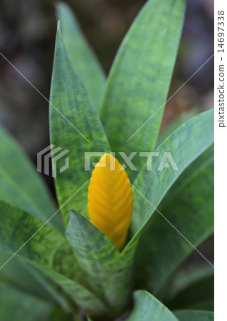 Freesa·Ospinae的花 14697338