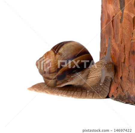 Snail and pine tree Snail and pine tree 14697422
