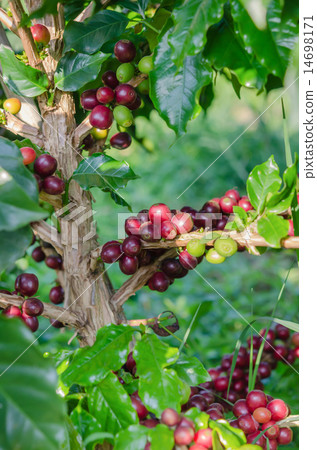 Coffee tree Coffee tree 14698171