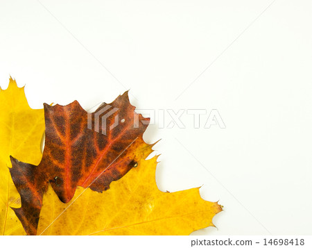 Autumn background 14698418