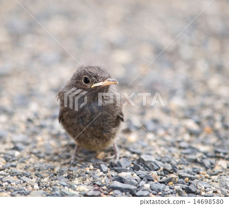 Blackbird - Turdus merula Blackbird - Turdus merula 14698580