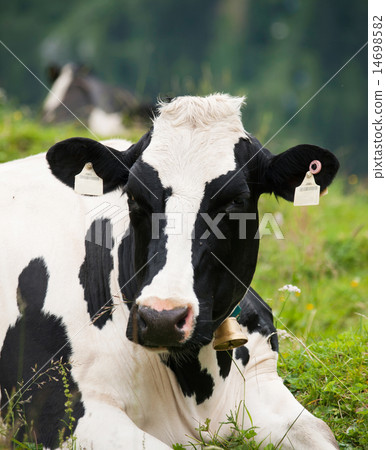 Head of black and white cow Head of black and white cow 14698582