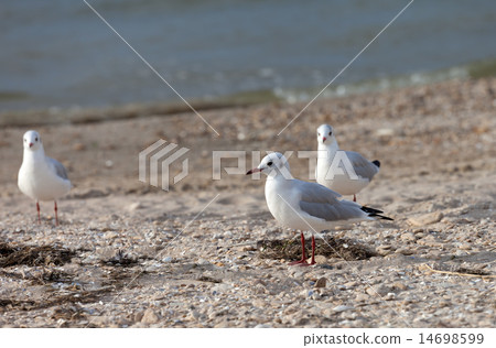 Seagulls on sea beach 14698599