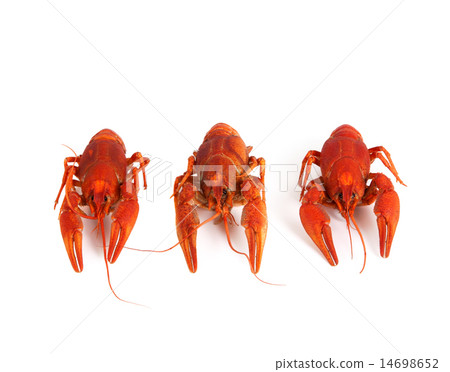 Three boiled crawfish 14698652