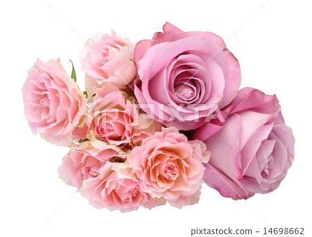 Rose   14698662