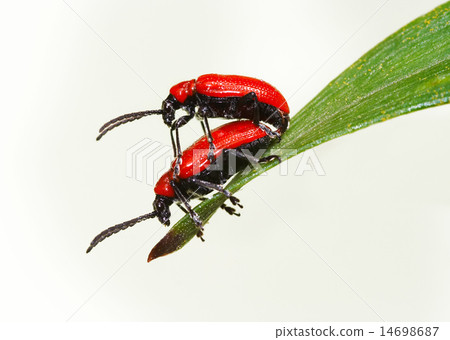 on the leaf 14698687