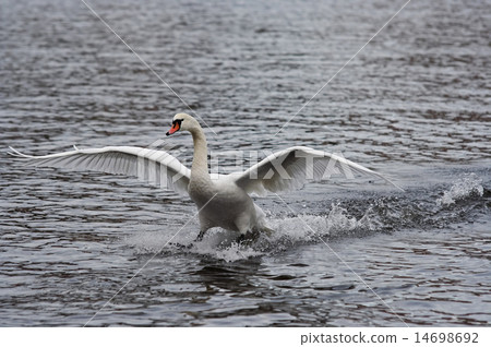 water skiing 14698692