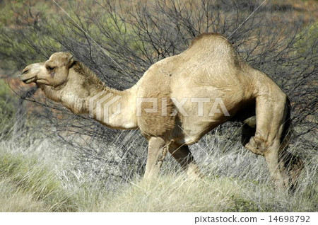 camel 14698792