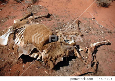 dead camel in western australia 14698793