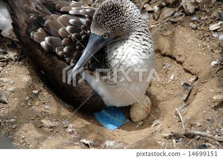 bird sanctuary Isla del muerte, Ecuador 14699151