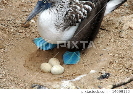 bird sanctuary Isla del muerte, Ecuador 14699153