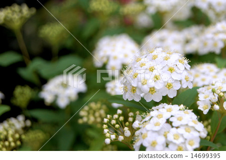 令人耳目一新的Kodemari 14699395