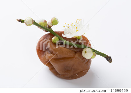 Plum Boshi and plum blossoms Plum Boshi and plum blossoms 14699469