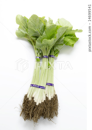 年輕的牛蒡 14699541