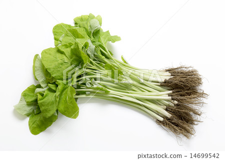 Young burdock Young burdock 14699542