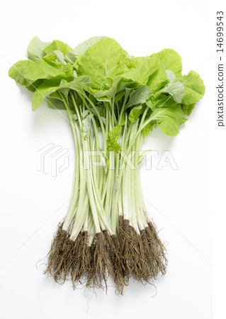 Young burdock Young burdock 14699543