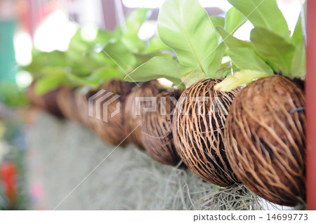 planting without soil, planting without soil, 14699773