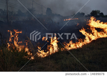 Dried grasses burning on roadside Dried grasses burning on roadside 14699878