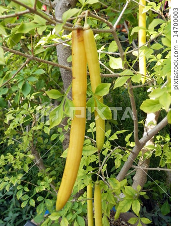 Candle in a crow 14700003