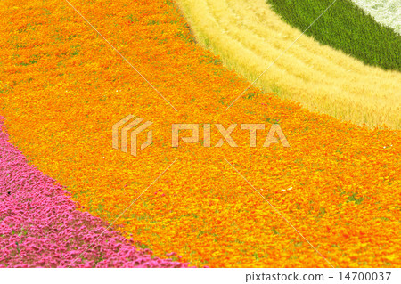 Hokkaido Nakafurano Town Farm Tomita Coloring field 14700037