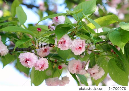 雙櫻花 雙櫻花 14700078