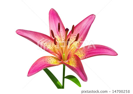 Pink lily on white background 14700258
