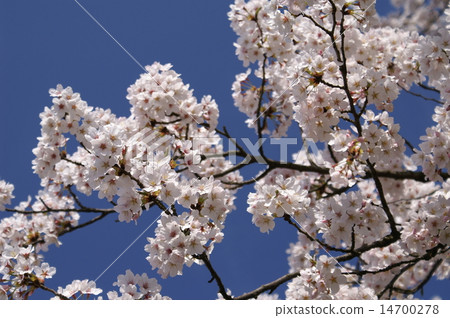 櫻花和藍天 櫻花和藍天 14700278