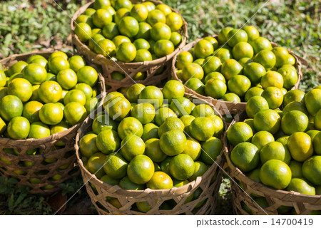 Harvesting Bali Quintamani Orange 14700419