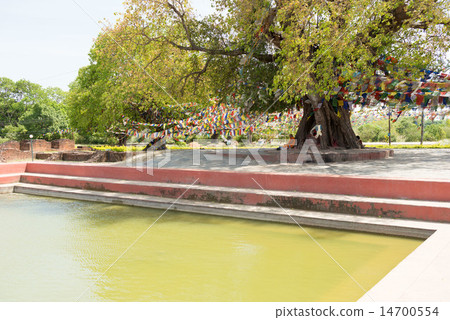 Bodhi樹和尼泊爾藍毘尼的沐浴池塘 Bodhi樹和尼泊爾藍毘尼的沐浴池塘 14700554
