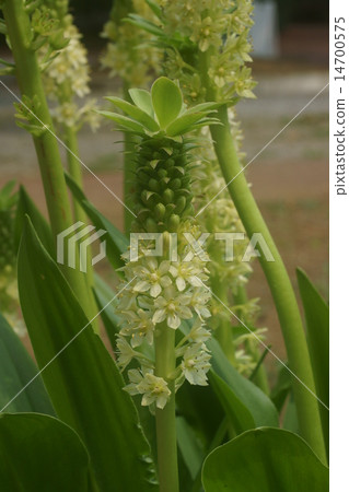 Pineapple Lily Pineapple Lily 14700575