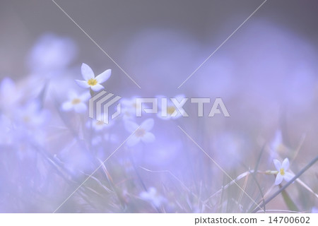 春天的時候 14700602