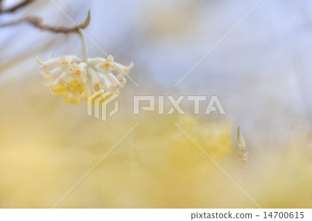 早春的Mitsumata 早春的Mitsumata 14700615