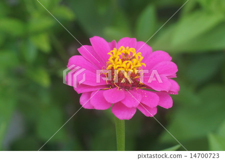 百日草 14700723