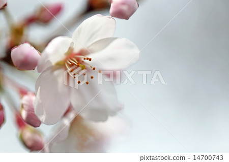 Cherry Blossoms Cherry Blossoms 14700743