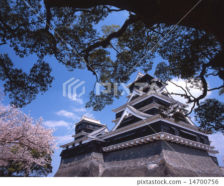 Cherry-blossom view of Kumamoto Castle (aka Ginkgo Castle) / "Japan's Three Castles" / "National Designated Special Historic Site" / "100 Cherry Blossoms in Japan" / " Cherry-blossom view of Kumamoto Castle (aka Ginkgo Castle) / "Japan's Three Castles" / "National Designated Special Historic Site" / "100 Cherry Blossoms in Japan" / " 14700756