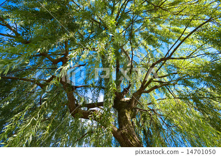 在柳樹的行走路徑下,我仰望的是藍天 在柳樹的行走路徑下,我仰望的是藍天 14701050