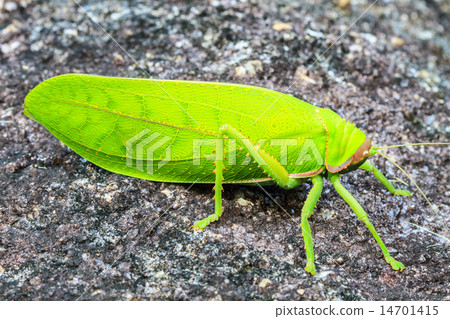 grasshopper macro on stone grasshopper macro on stone 14701415