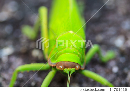 grasshopper macro on stone grasshopper macro on stone 14701416