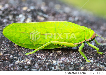 grasshopper macro on stone grasshopper macro on stone 14701418