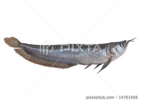 Arowana fish isolated on white Arowana fish isolated on white 14701488