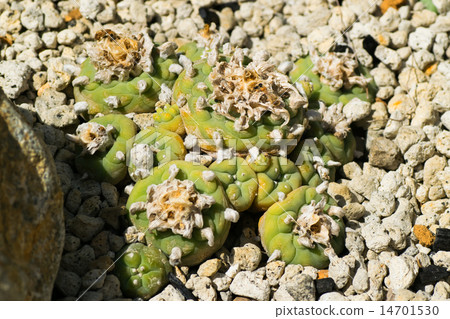 Rofofora Tiegrelli, crown jade, cactaceae, Mexico Rofofora Tiegrelli, crown jade, cactaceae, Mexico 14701530
