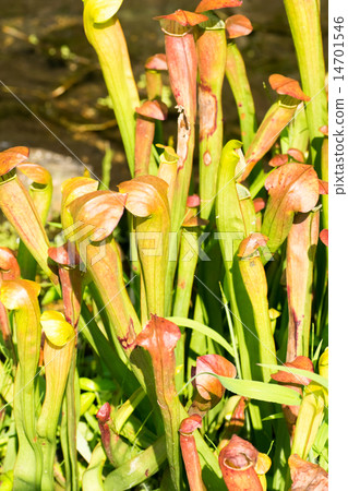 Salacenia·Alata，Salacenianaceae，北美洲南部 14701546