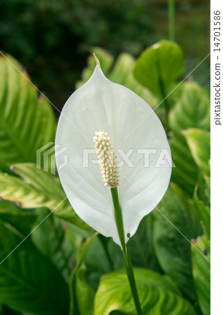 Spathilum Merry，Taro 14701586